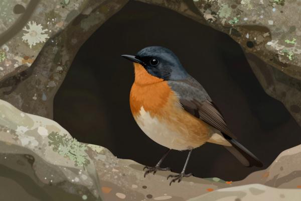 Cave of Swallows