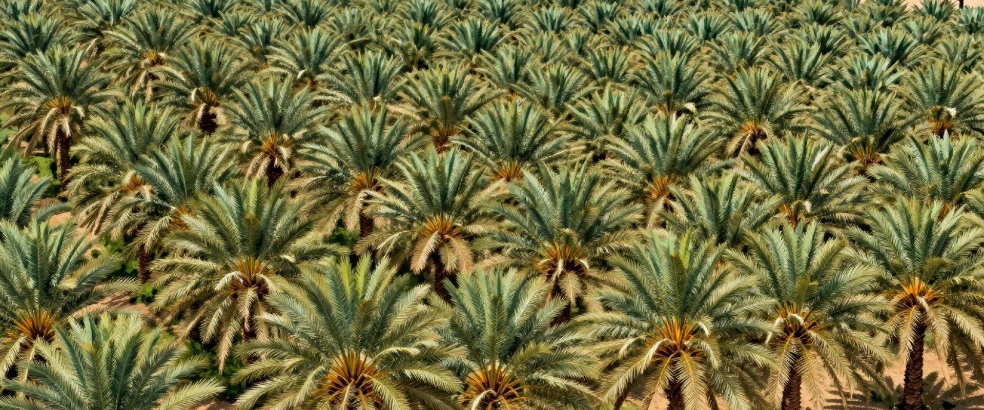 Local Date Farms