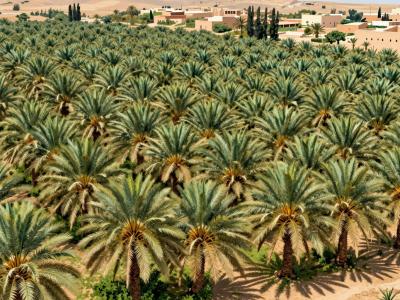 AI-generated illustration of Local Date Farms