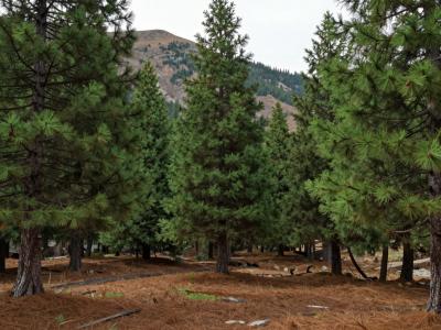 AI-generated illustration of Pine Forests of Midelt