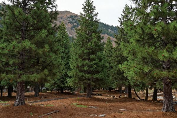 Pine Forests of Midelt