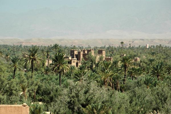 Skoura Palm Grove