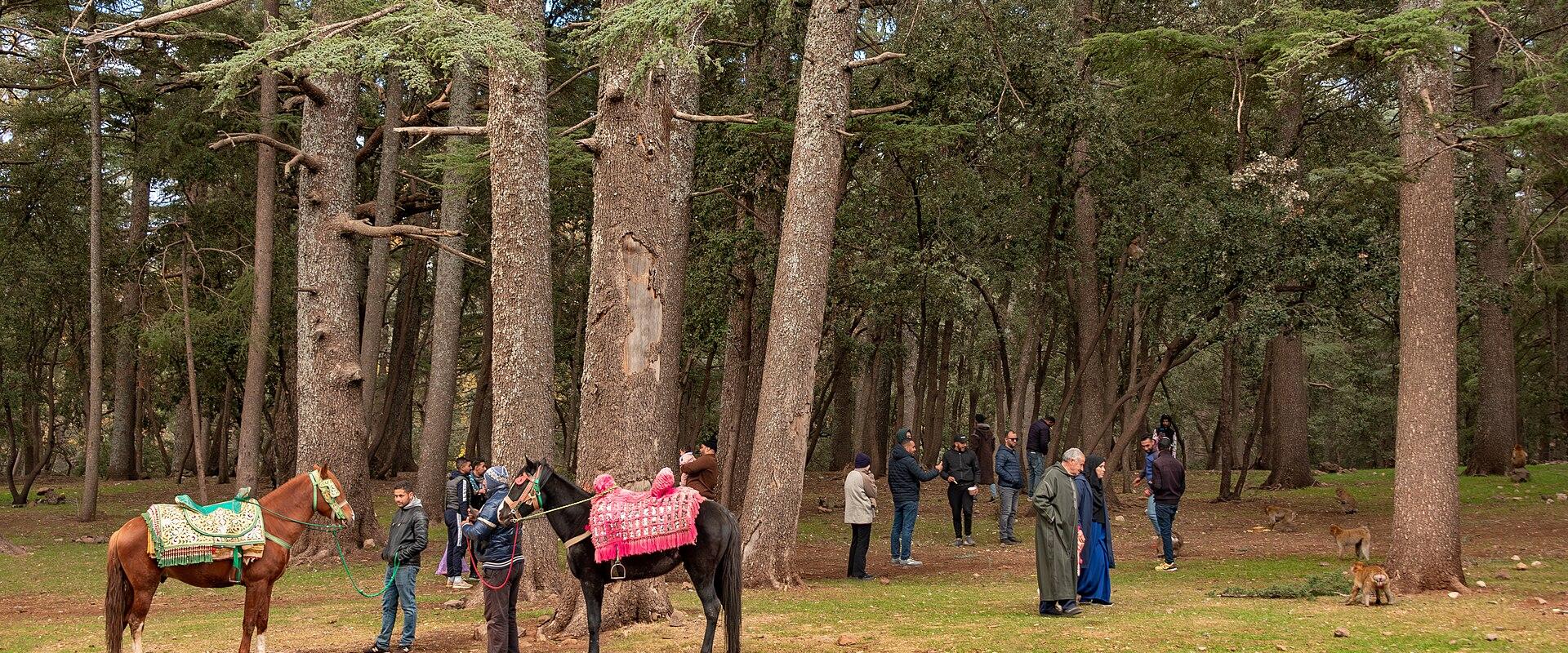 Cedar Forest of Azrou