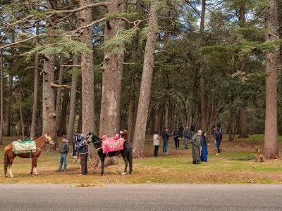 A group of tourists and locals stand among tall cedar trees next to a paved road, with two horses outfitted in colorful saddles and blankets in the foreground.