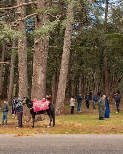 A group of tourists and locals stand among tall cedar trees next to a paved road, with two horses outfitted in colorful saddles and blankets in the foreground.