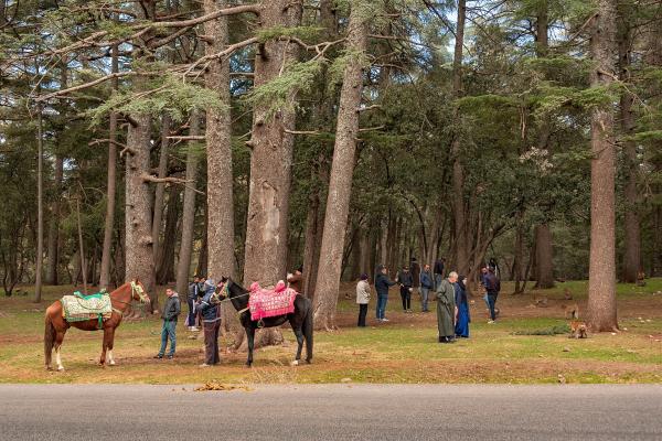 Cedar Forest of Azrou