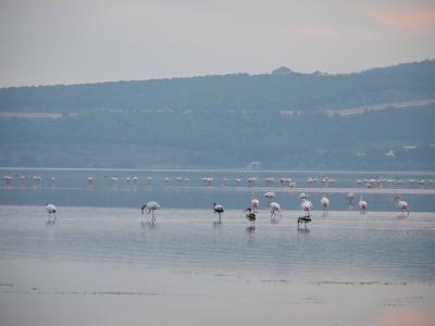 A flock of flamingos wading in a calm lagoon with a forested hill and a building visible in the background.