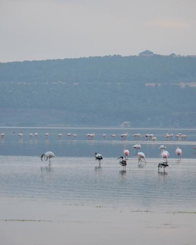 A flock of flamingos wading in a calm lagoon with a forested hill and a building visible in the background.