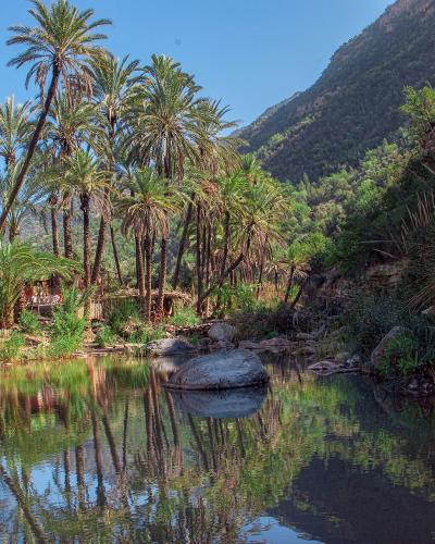 A scenic view of a calm river or stream surrounded by tall palm trees and lush greenery, with a mountain slope in the background and a small seating area visible on the left bank.