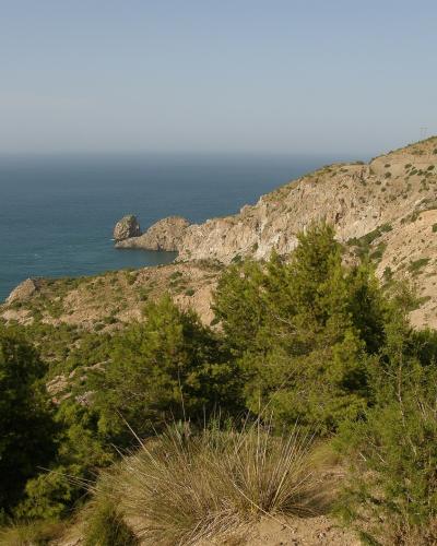 A coastal landscape featuring a rocky headland with Mediterranean pines in the foreground and a prominent sea stack in the distance.
