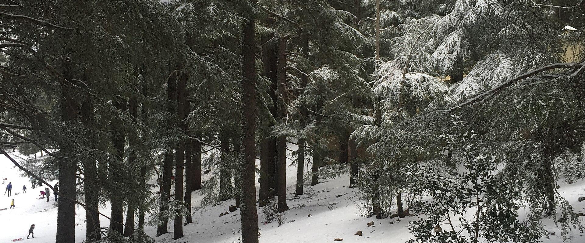 Cedar Forest of Ifrane