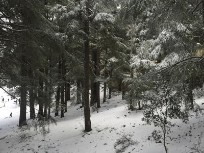 A snowy forest scene featuring tall cedar trees with snow-covered branches and a snow-dusted ground, with a few people visible in the distance on the left.