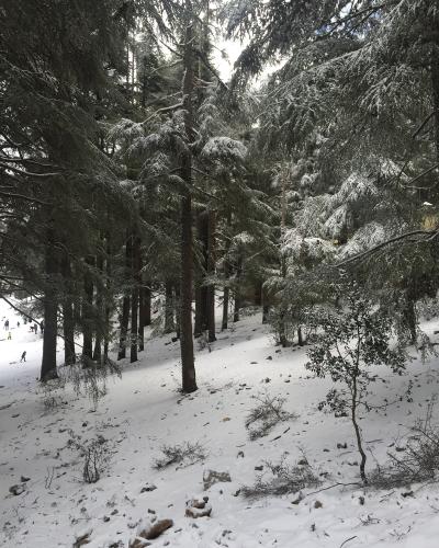 A snowy forest scene featuring tall cedar trees with snow-covered branches and a snow-dusted ground, with a few people visible in the distance on the left.