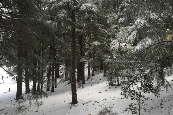 Cedar Forest of Ifrane