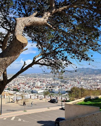 A high-angle view of a sprawling white city with red-tiled roofs, framed by a large pine tree in the foreground, with mountains and the sea visible in the distance.